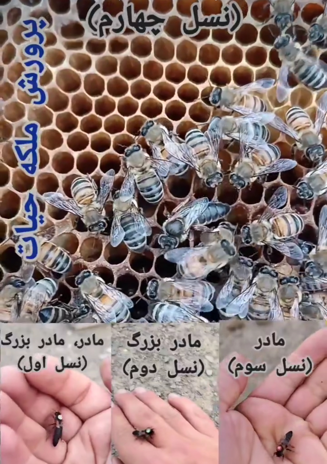 ملکه لاین اصلی با ۶ تست عملکرد و یک تست ژنتیک