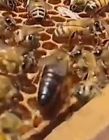 ملکه های جفت طبیعی با ۳ قاب زنبور